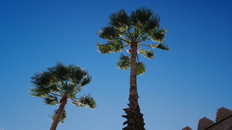 two fan palms against a blue sky on a windy day
