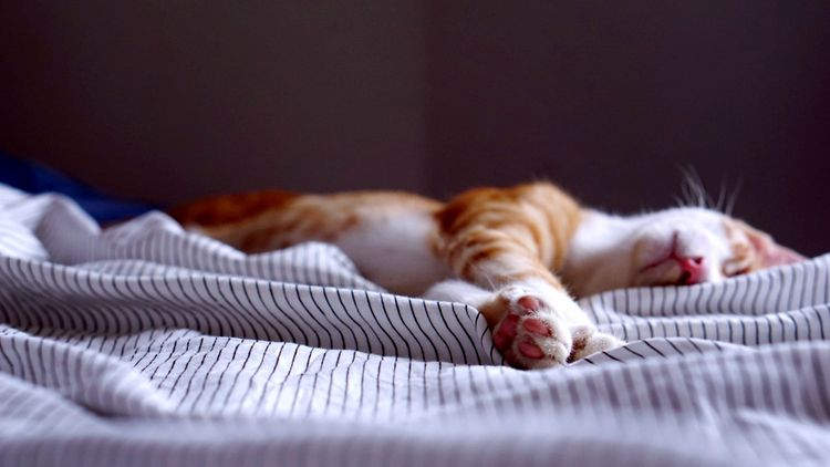 cat sleeping on bedsheets