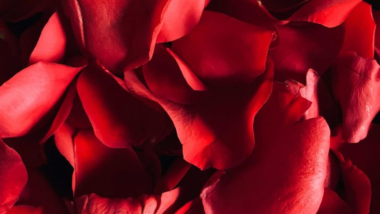close-up view of red rose petals