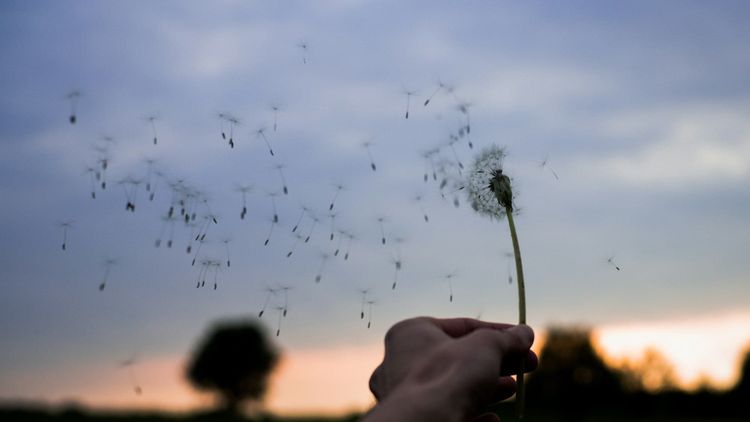 hand holding a dandelion up to the wind while seed pods fly off into the air