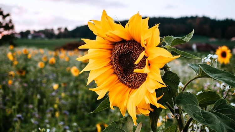 close-up of a sunflower head with a field of sunflowers blurred in the background