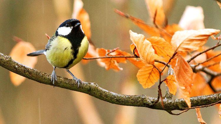 bird on a branch