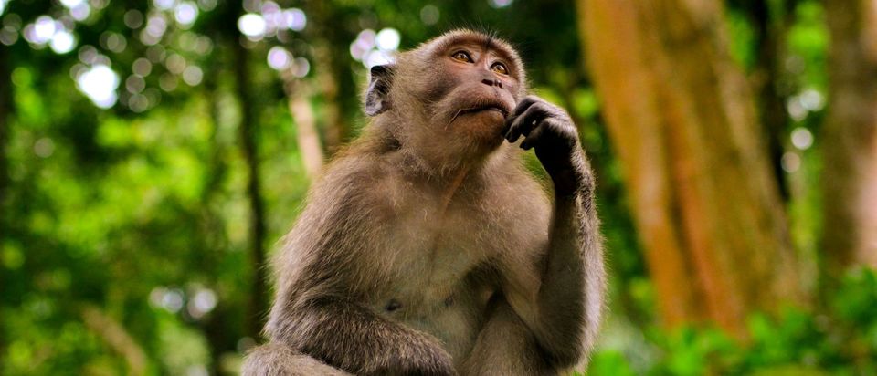 monkey sitting in a forest looking up in a thoughtful pose