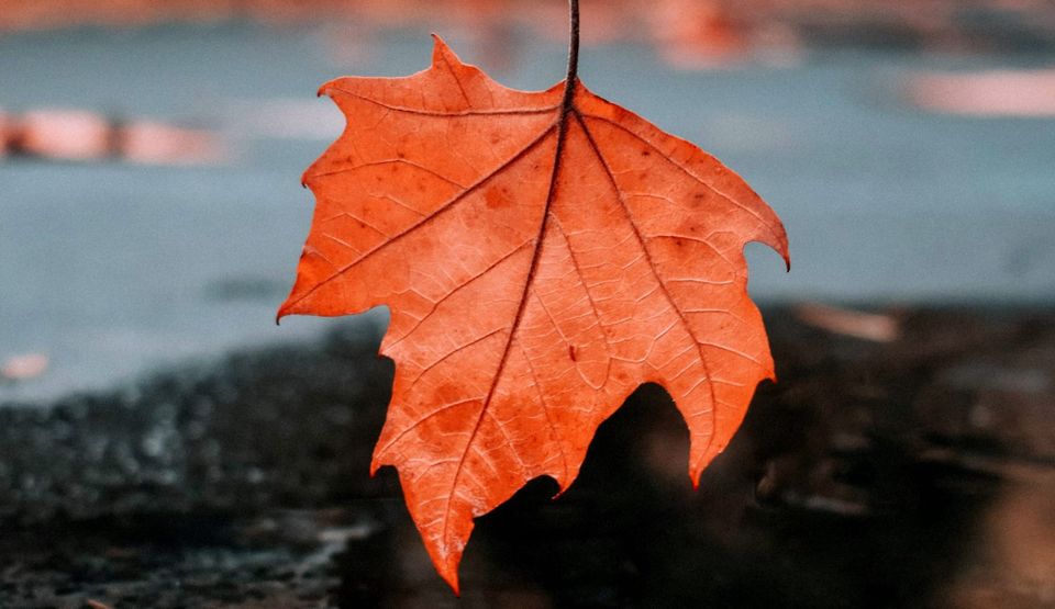 Fallen