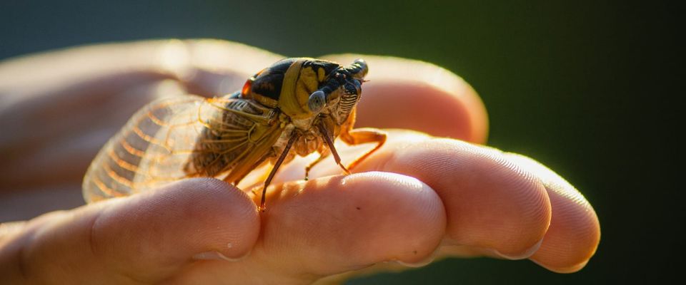 Cicada Song