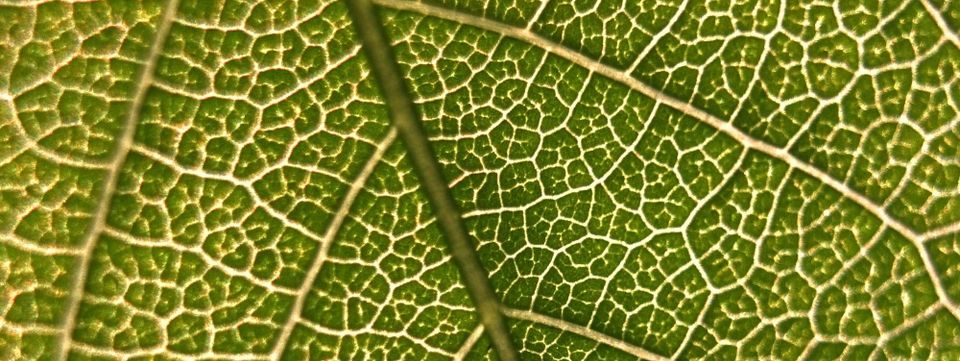 Veins