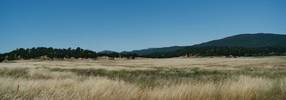 Dry Grass