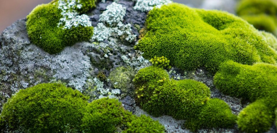 Moss