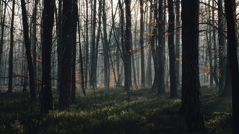 woods at daybreak