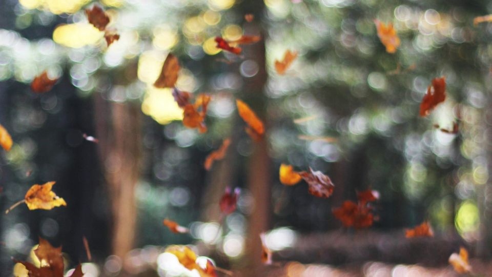 blurred photo of leaves in mid-air falling