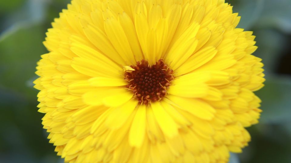 extreme close-up of a false dandelion flower