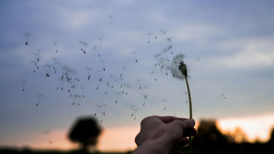 hand holding a dandelion up to the wind while seed pods fly off into the air