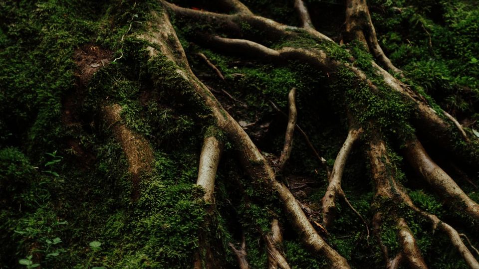 ancient tree roots on forest floor