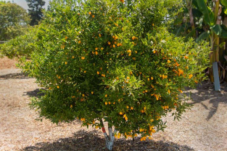 Kumquats and the Lost Art of Switch Picking