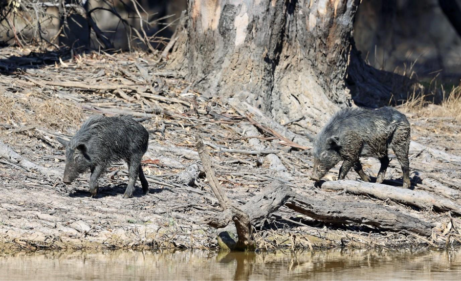 Gunbower Forest ferals targeted