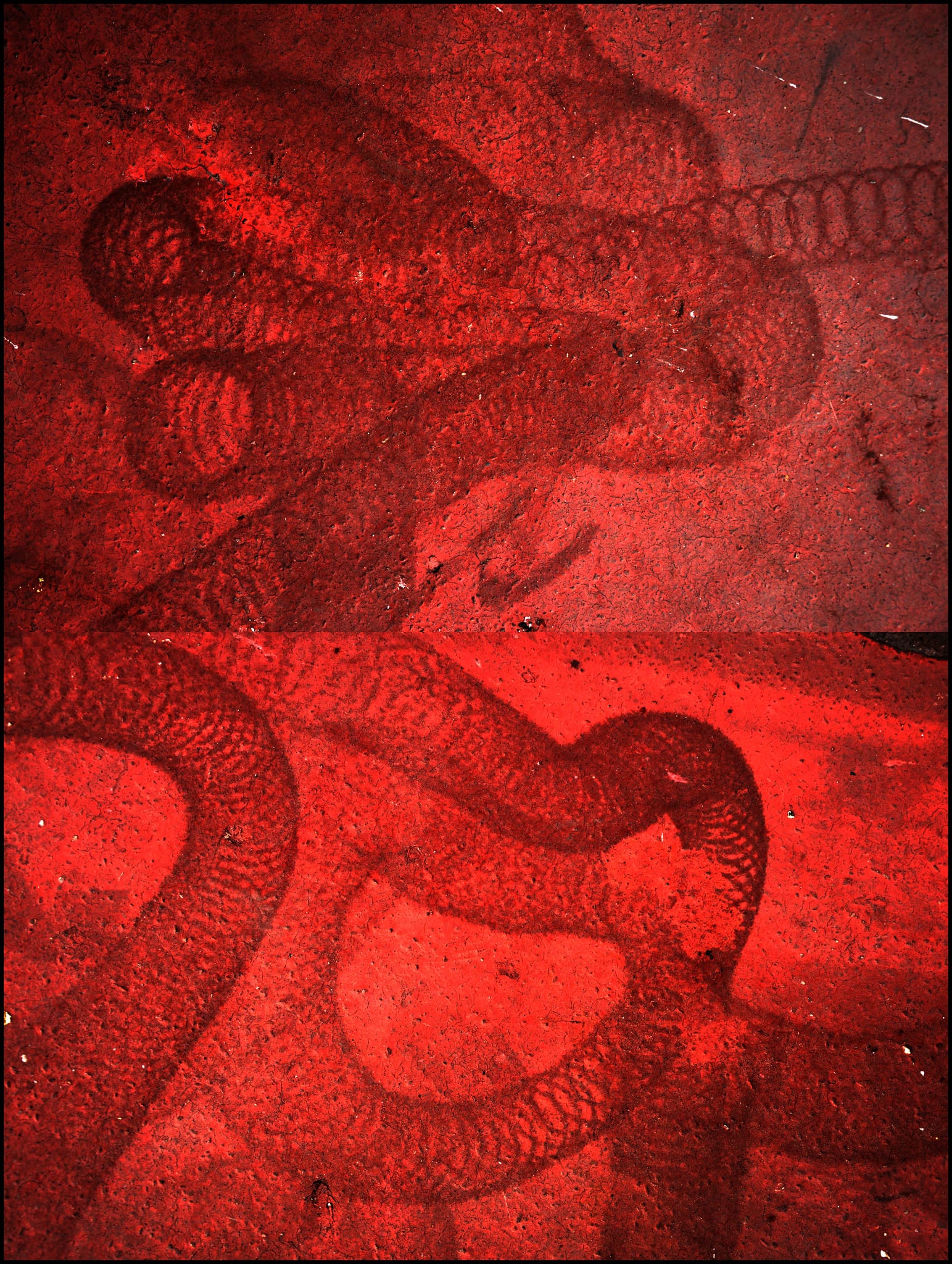 A red murky image with what look like virus-like coils present throughout.