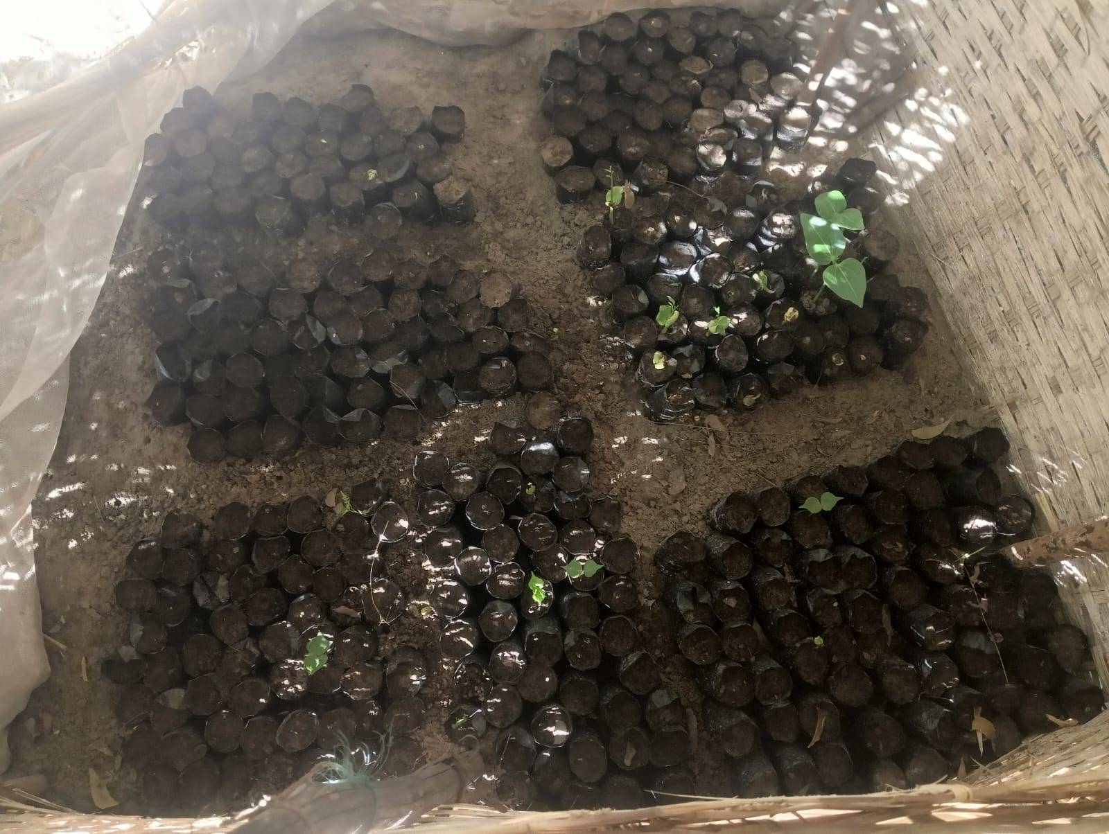 Plant nursery in a Madagascan reforestation project.