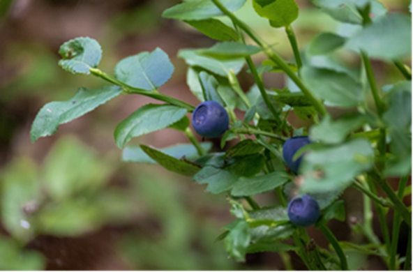 Green leaves with three round purple berries, each with a large dish-shaped indentation