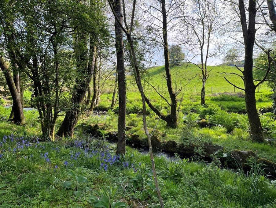 a lush green area of woodland, slender trees, bluebells growing by a small stream