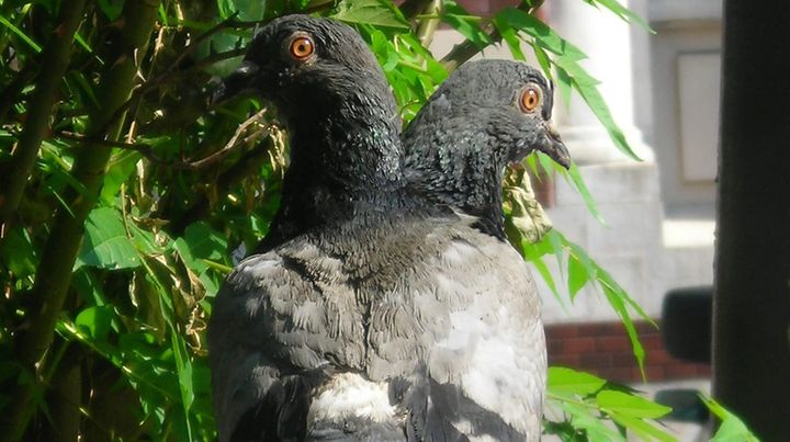 In Greek mythology, Peristera is a nymph who transformed into a dove. Artwork by Vassilis Galanos.
