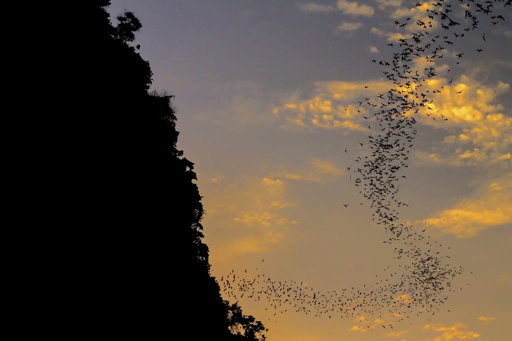 Bats flying out of cave at sunset in Battambang