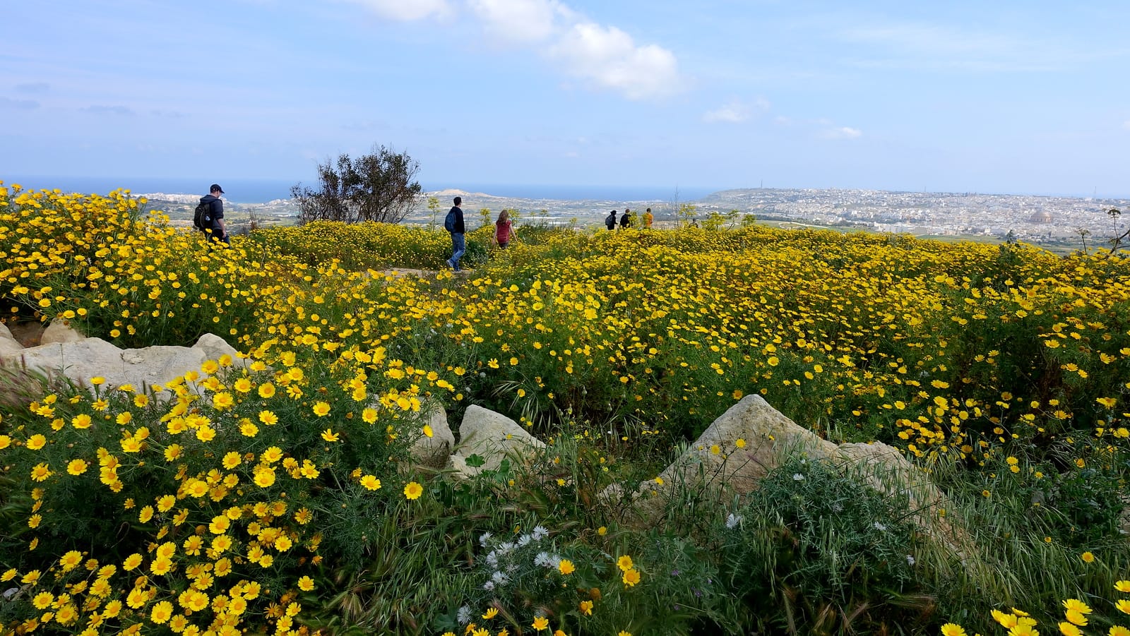 Wildflowers blooming along the Victoria Lines hiking path in spring, Malta