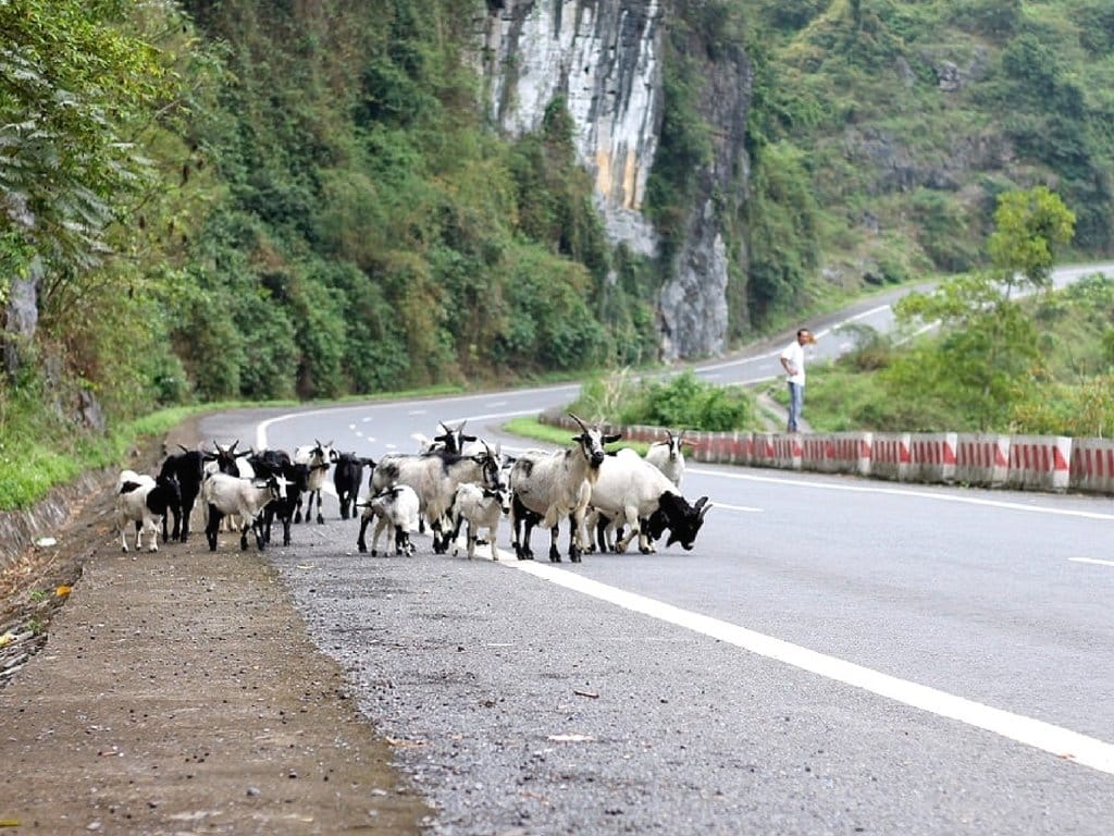 Goats on Cat Ba Island near the road