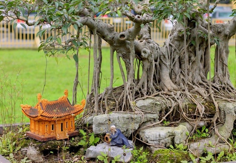 Beautifully manicured bonsai trees at the Imperial Citadel of Thang Long in Hanoi
