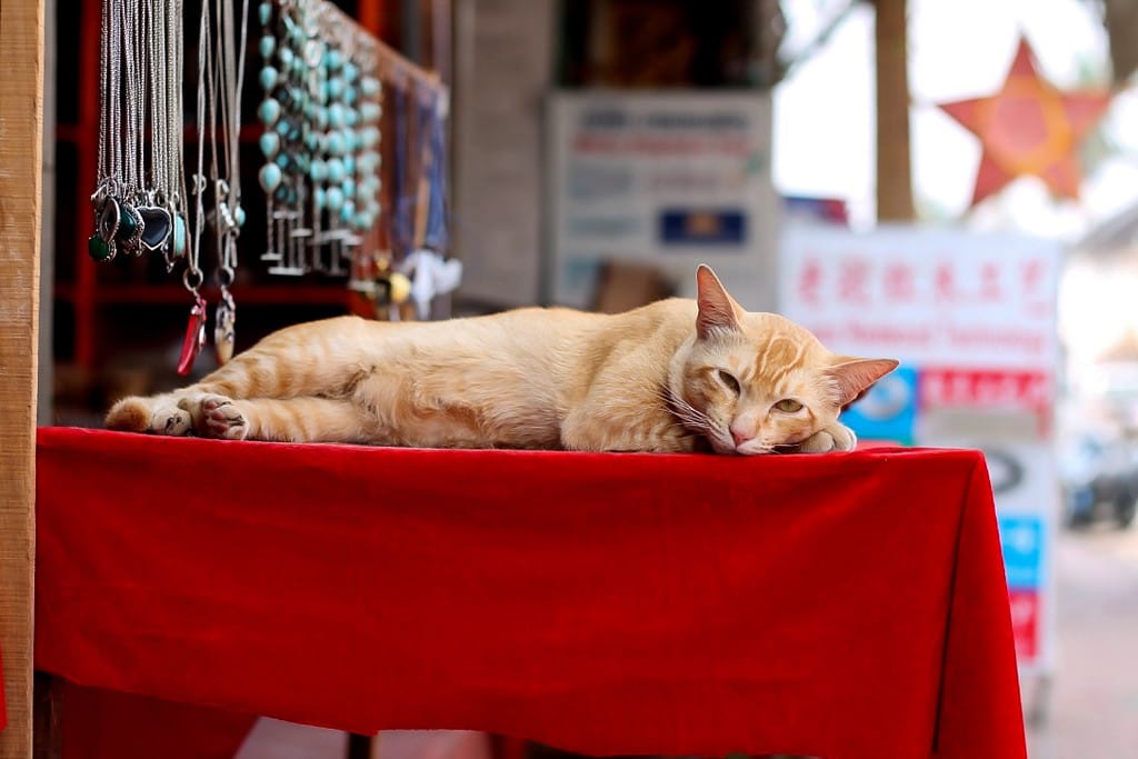Moines bouddhistes en robes oranges collectant les aumônes matinales dans les rues de Luang Prabang