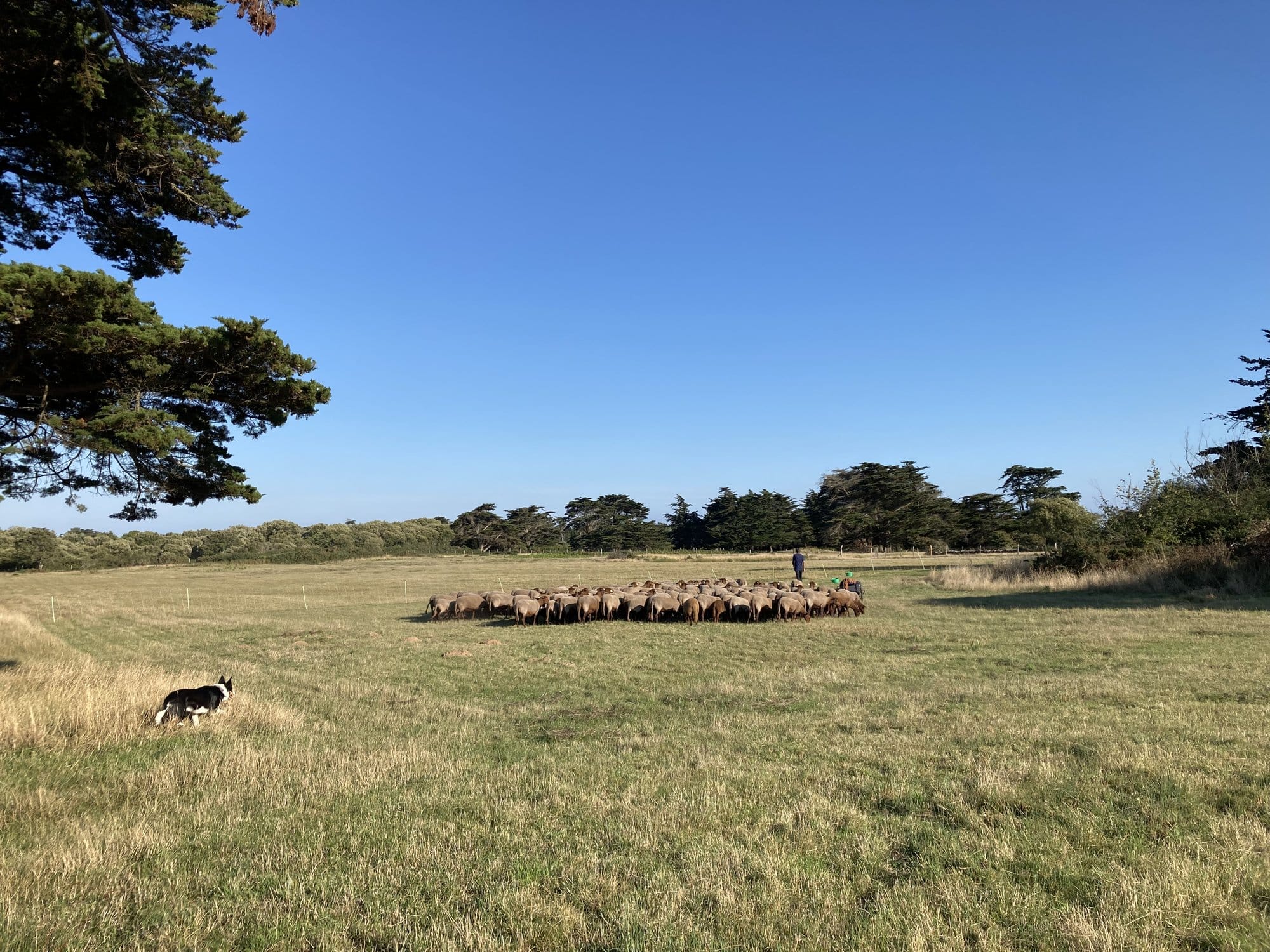 Flock of sheep being herded across a green field by a shepherd and border collie, maritime pines in the background — Île d'Yeu, France