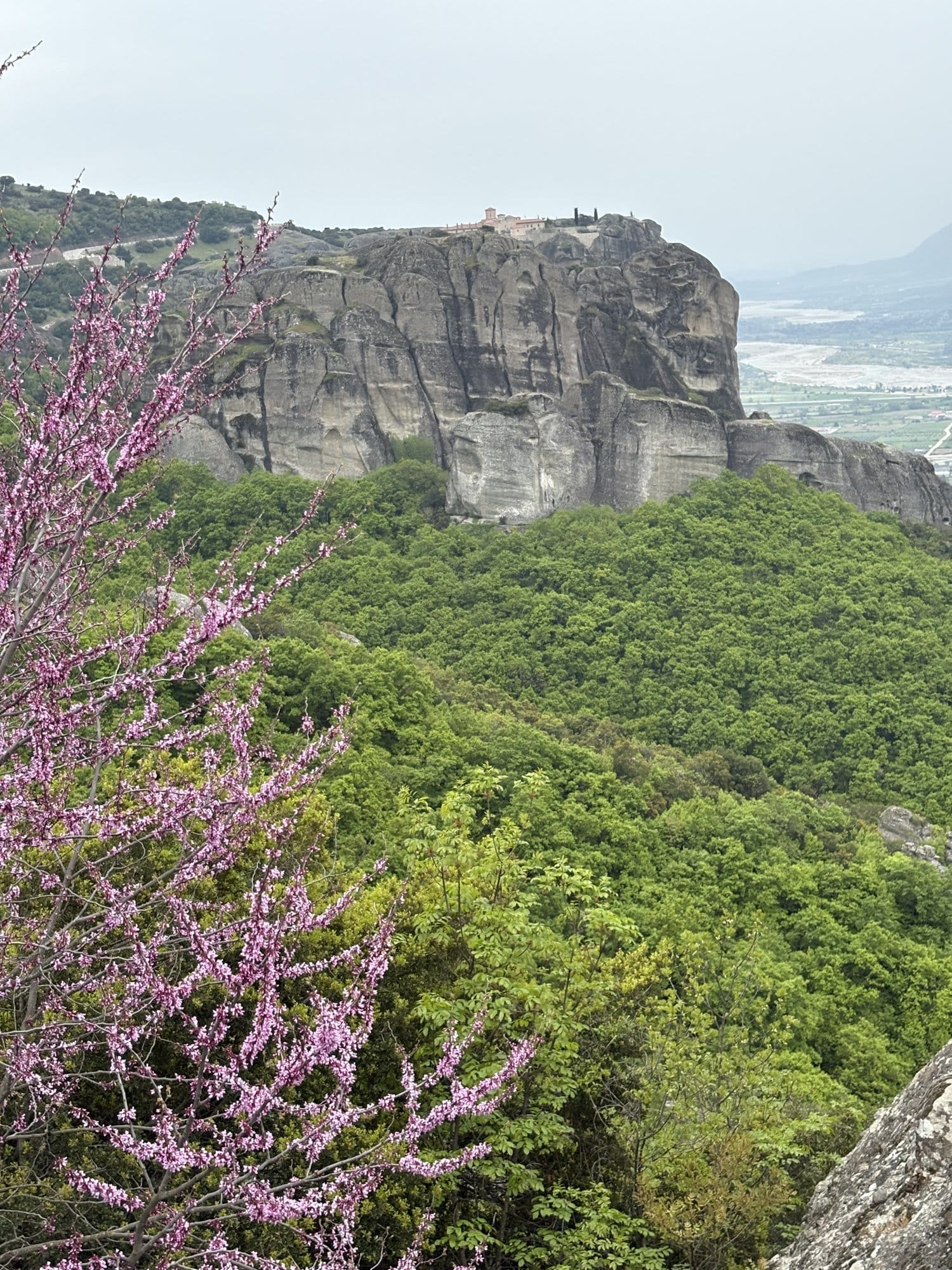 Distant Meteora monastery on a rock framed by pink Judas-tree blossoms — Greece