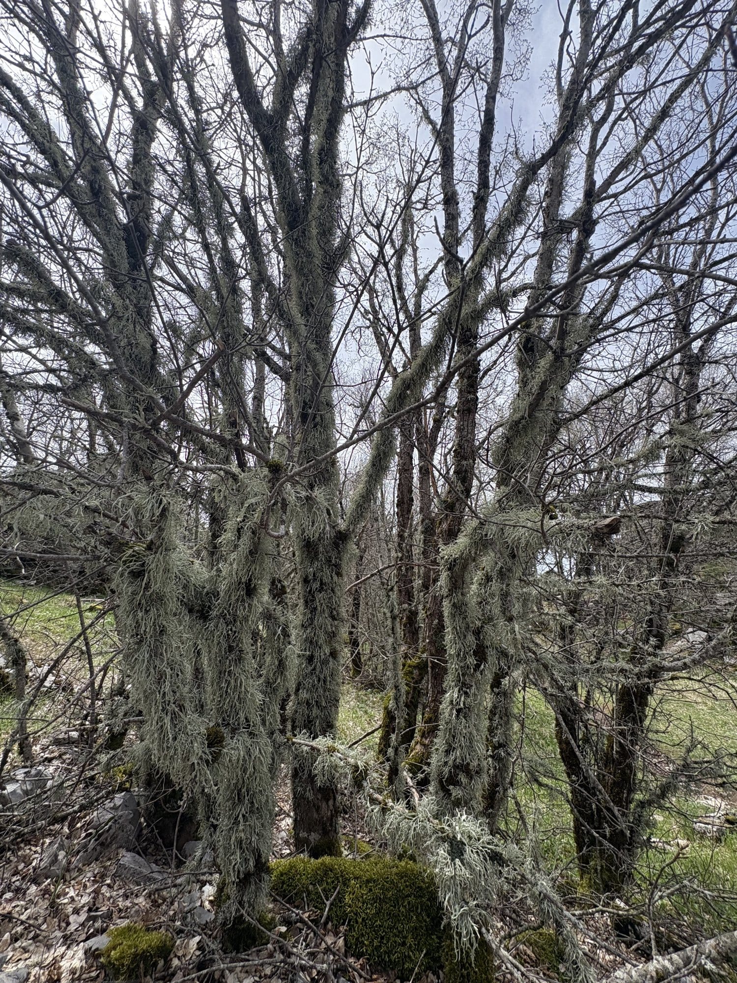 Gnarled oak branches draped with hanging lichen on the Vradeto path — Zagori, Greece
