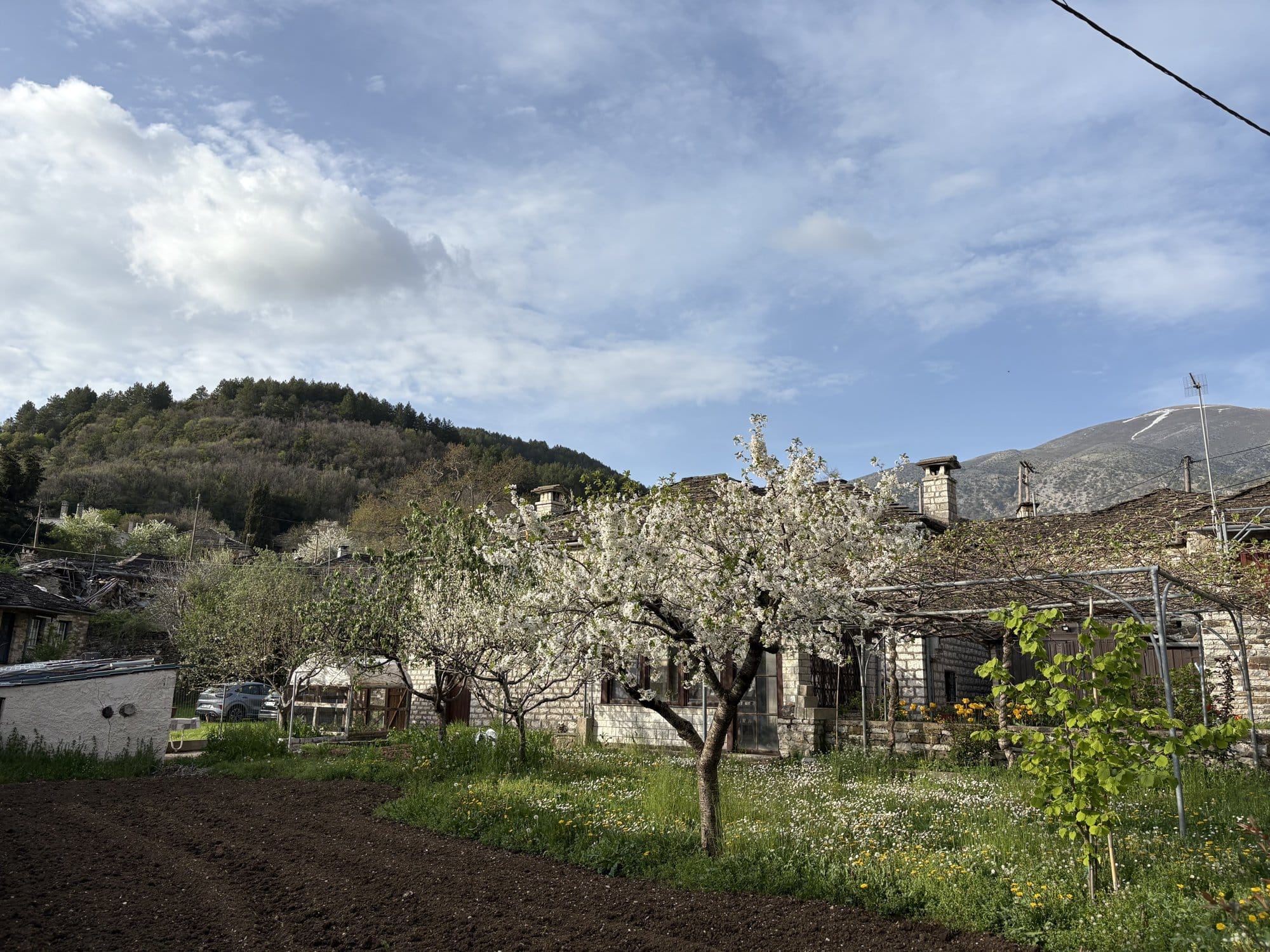 Cherry blossoms in full bloom in a Papingo garden — Zagori, Greece