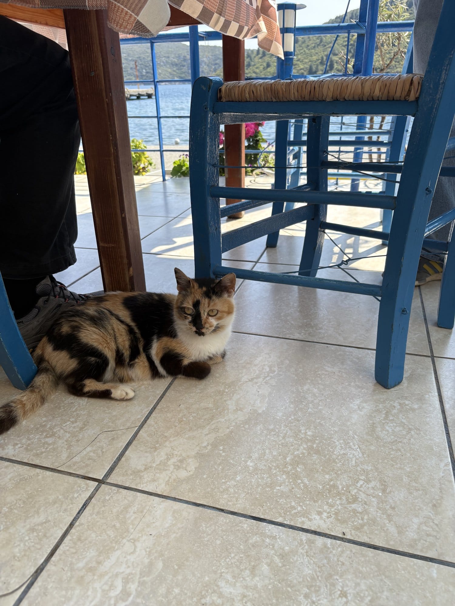 Chat perché sur une chaise dans une taverna de Porto Koufo au bord de l'eau — Sithonia, Grèce