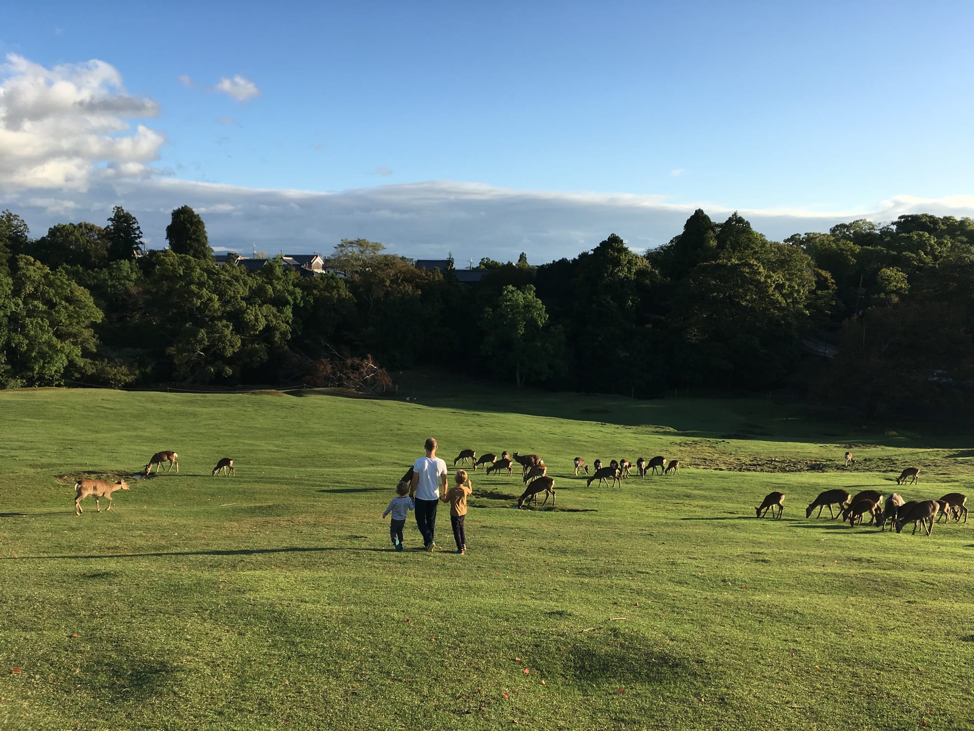 Sika deer graze in the vast Tobihino meadow as travelers walk among them — Nara Park, Japan
