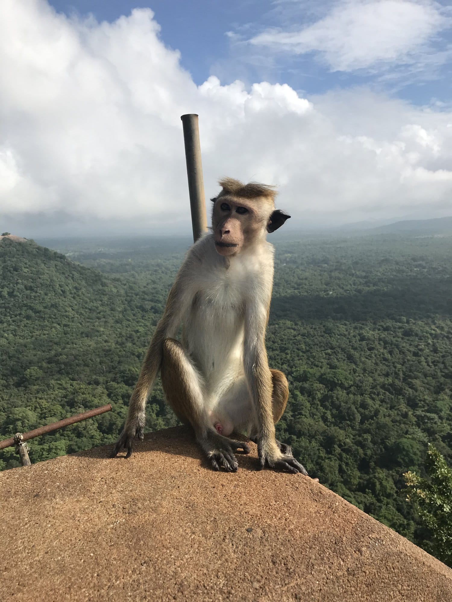 A macaque monkey perches on the rocky ledge at Sigiriya's summit, the misty valley backdrop creating an ethereal atmosphere — Sigiriya, Sri Lanka