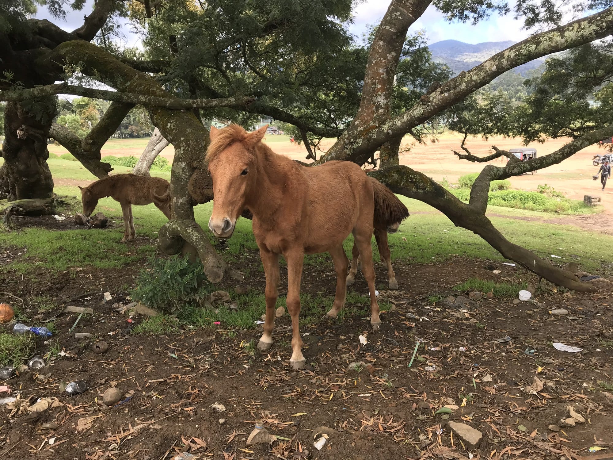Horse grazing under a spreading tree in a mountain meadow — Nuwara Eliya, Sri Lanka