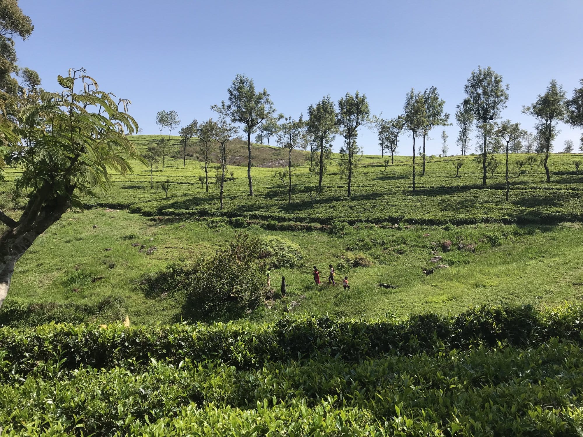 Expansive tea plantation with systematic rows and shade trees at Horton Plains — World's End, Sri Lanka