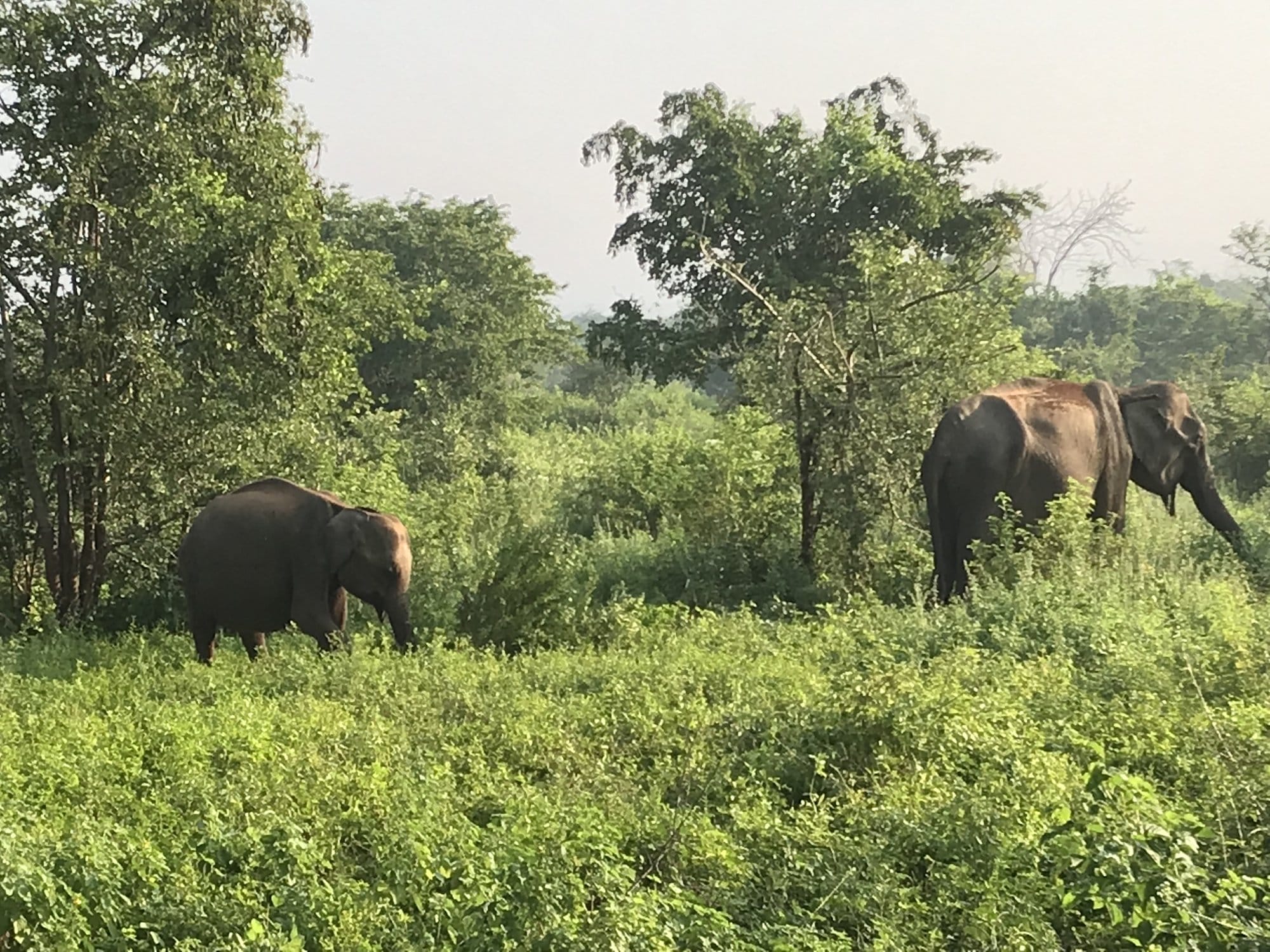 Three wild elephants walking through lush tropical forest in the early morning light — Udawalawe National Park, Sri Lanka