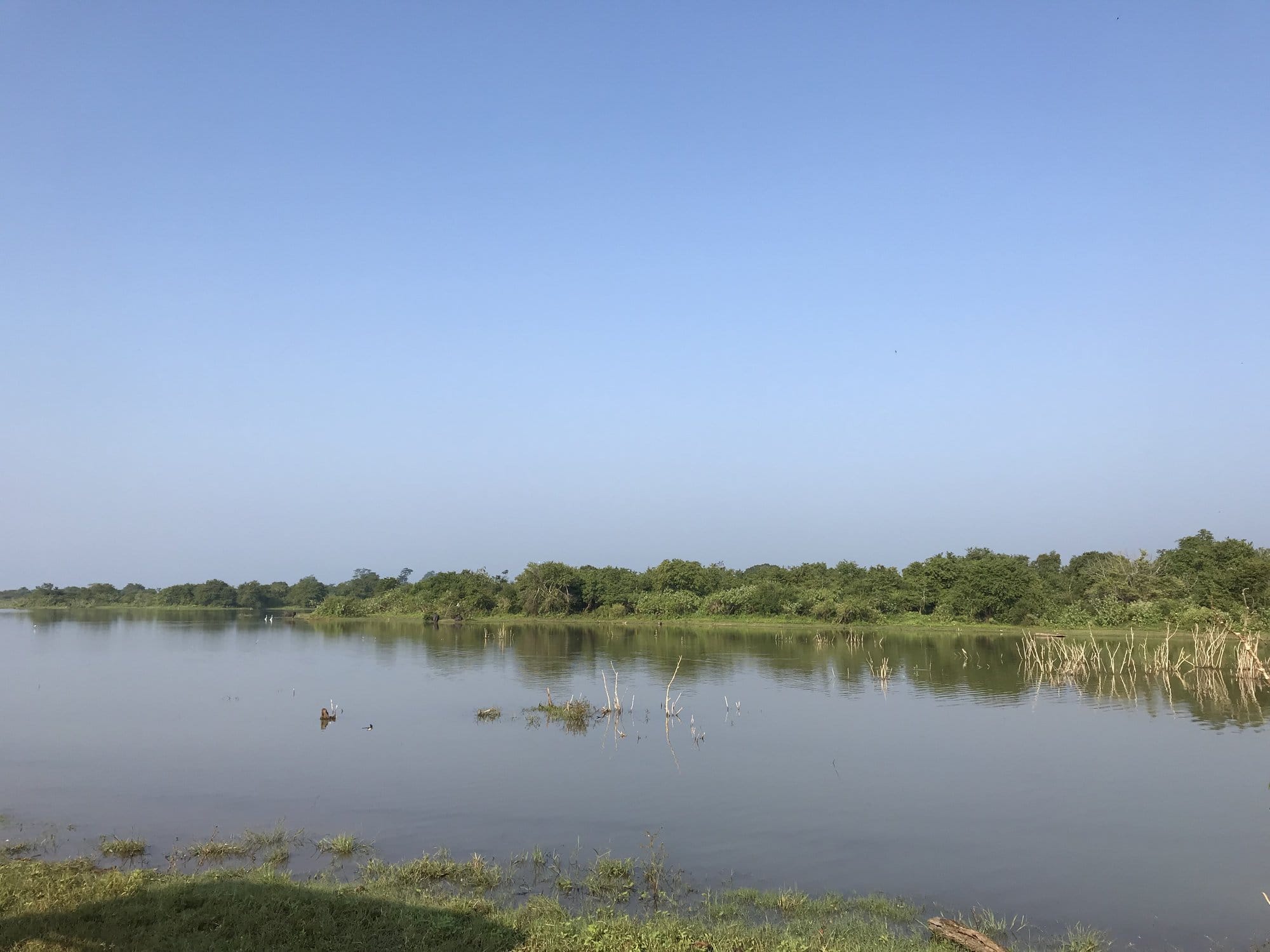 Calm river with mirror-flat reflections and dense mangrove vegetation lining both banks — Udawalawe National Park, Sri Lanka
