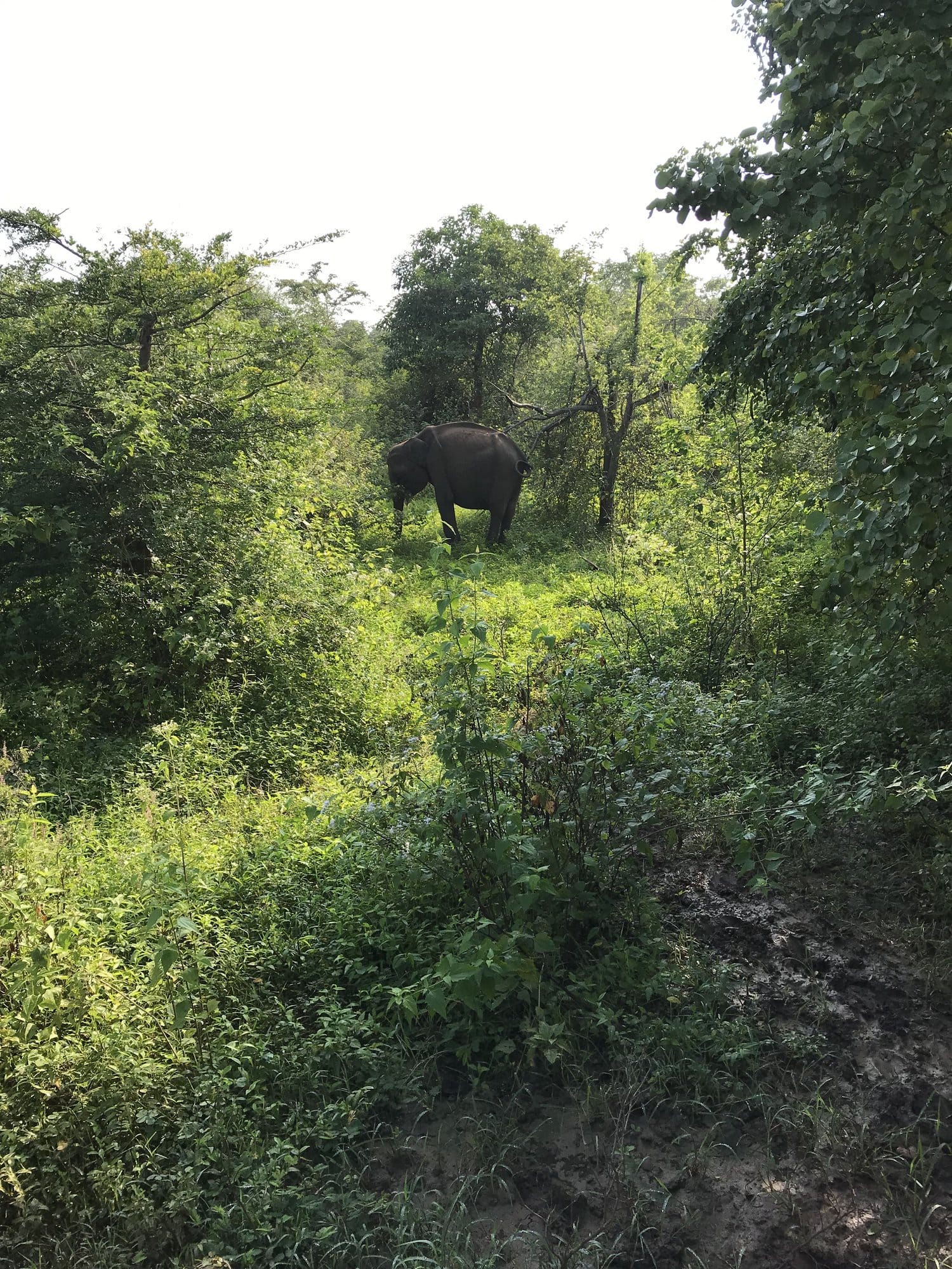 Lone elephant moving through dense green scrubland spotted from the safari vehicle — Udawalawe National Park, Sri Lanka
