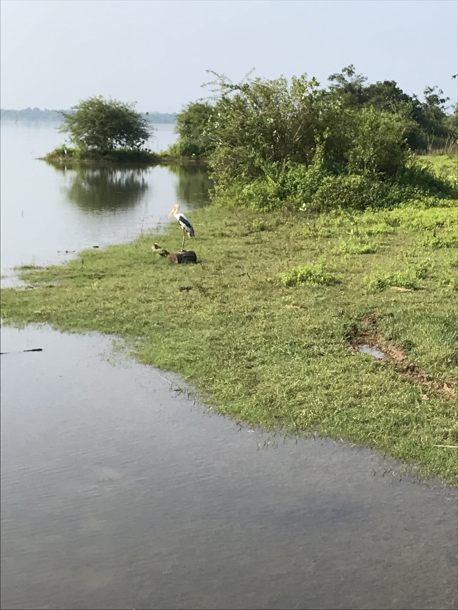 Wading bird on a grassy bank beside a peaceful lagoon — Udawalawe National Park, Sri Lanka