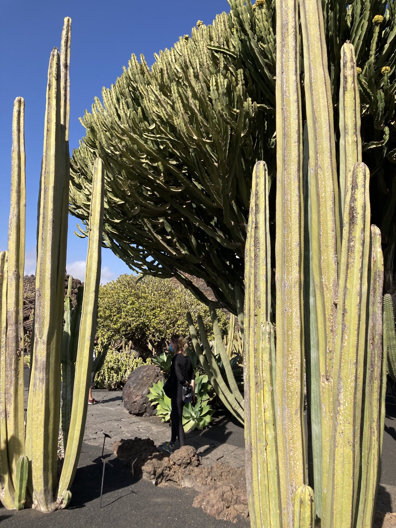 Towering cacti and a large euphorbia tree inside the Jardín de Cactus — César Manrique's last great creation, set in volcanic black gravel — Lanzarote