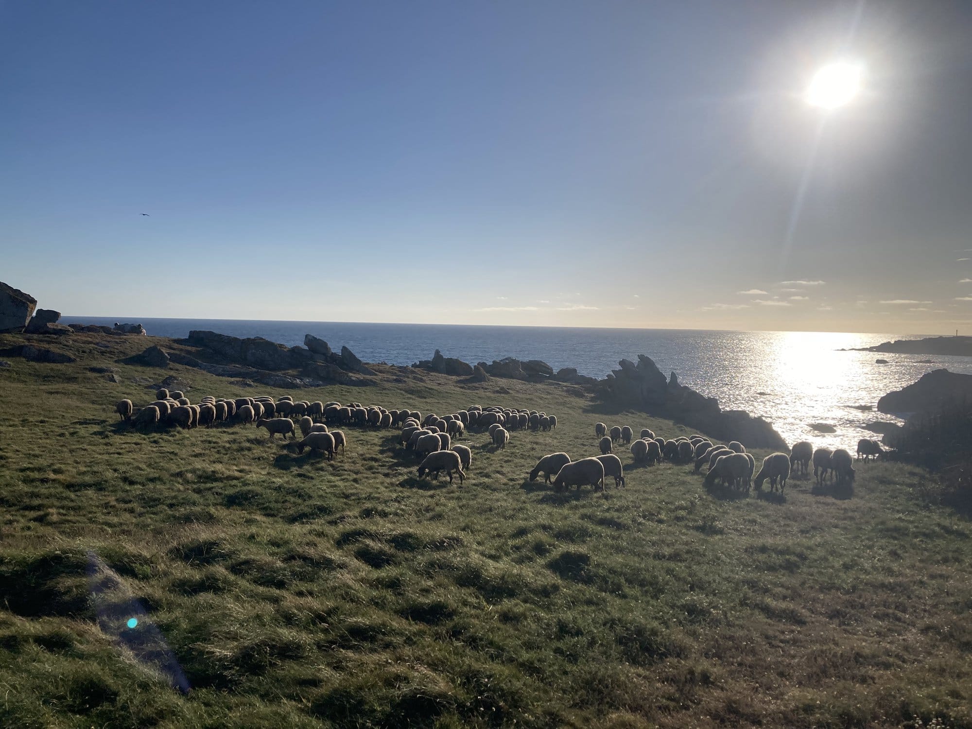 Flock of sheep grazing on the coastal cliffs at sunset, backlit by the golden Atlantic light — Île d'Yeu, France