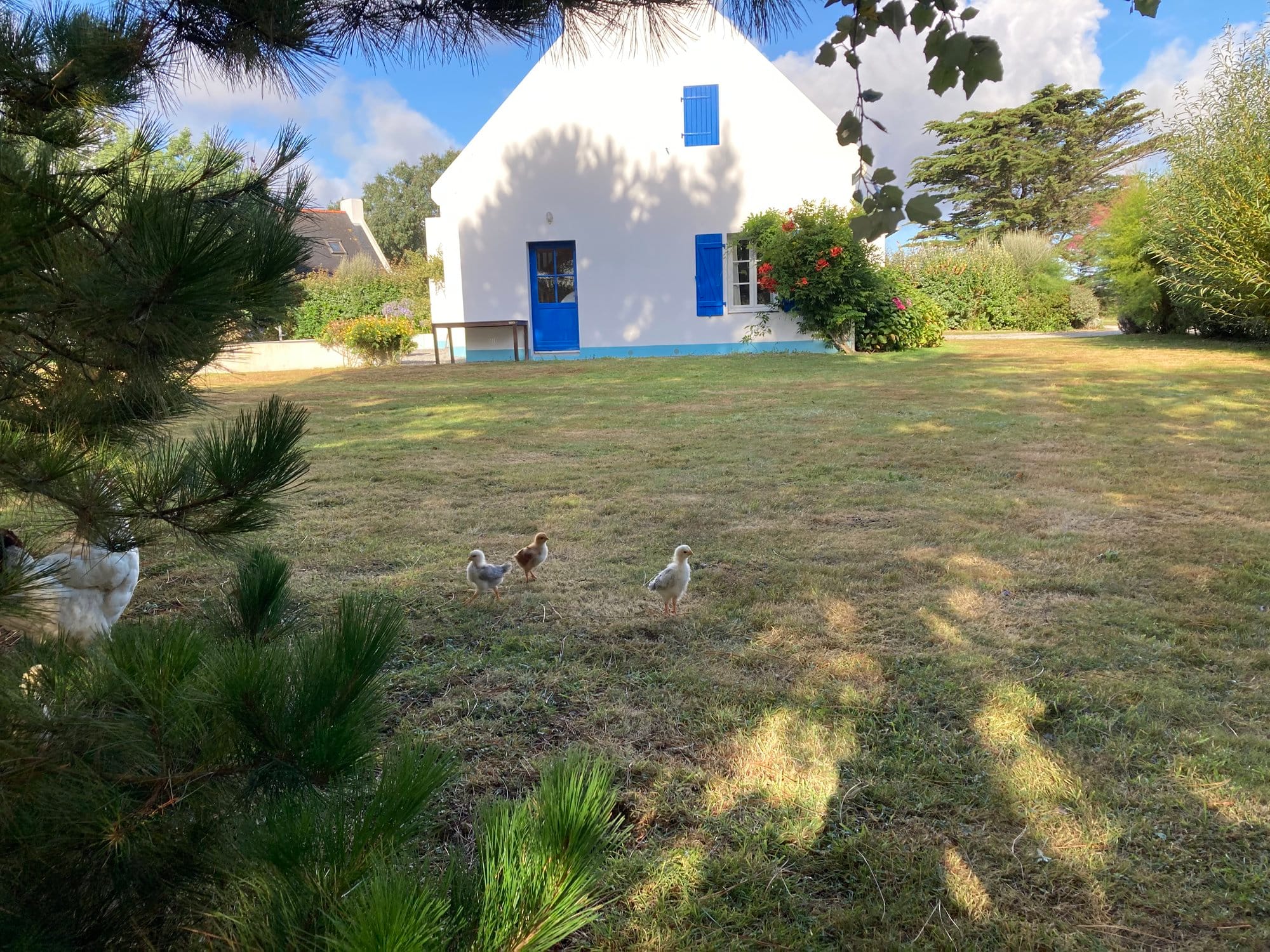 Traditional whitewashed Breton house with blue shutters, chickens roaming freely in the garden, maritime pines in the background