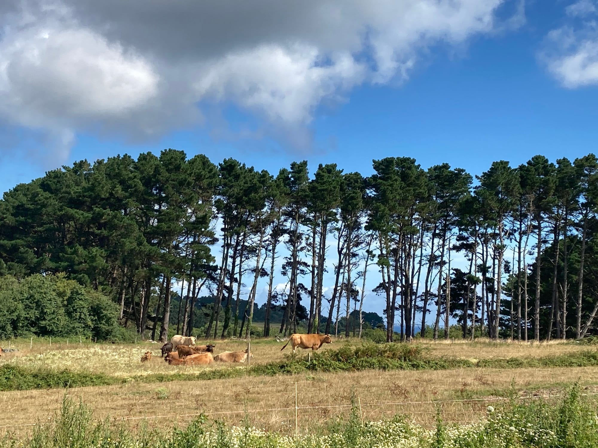 Cows grazing in a field of dry summer grass, a stand of tall maritime pines behind them, dramatic cumulus clouds