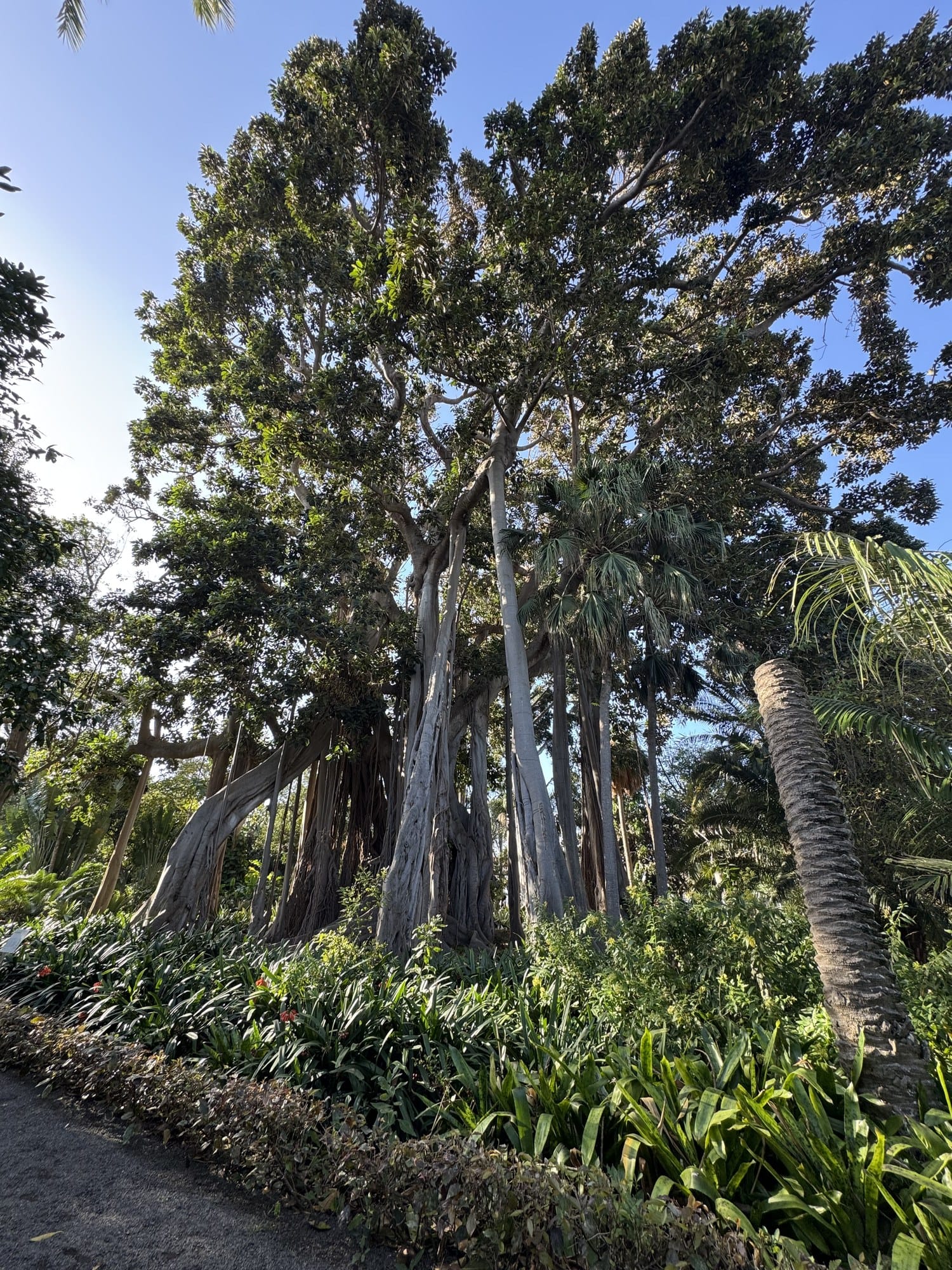 Un gigantesco fico di Moreton Bay con massicce radici aeree che domina un vialetto fiancheggiato da palme al Jardín Botánico di Puerto de la Cruz — Tenerife