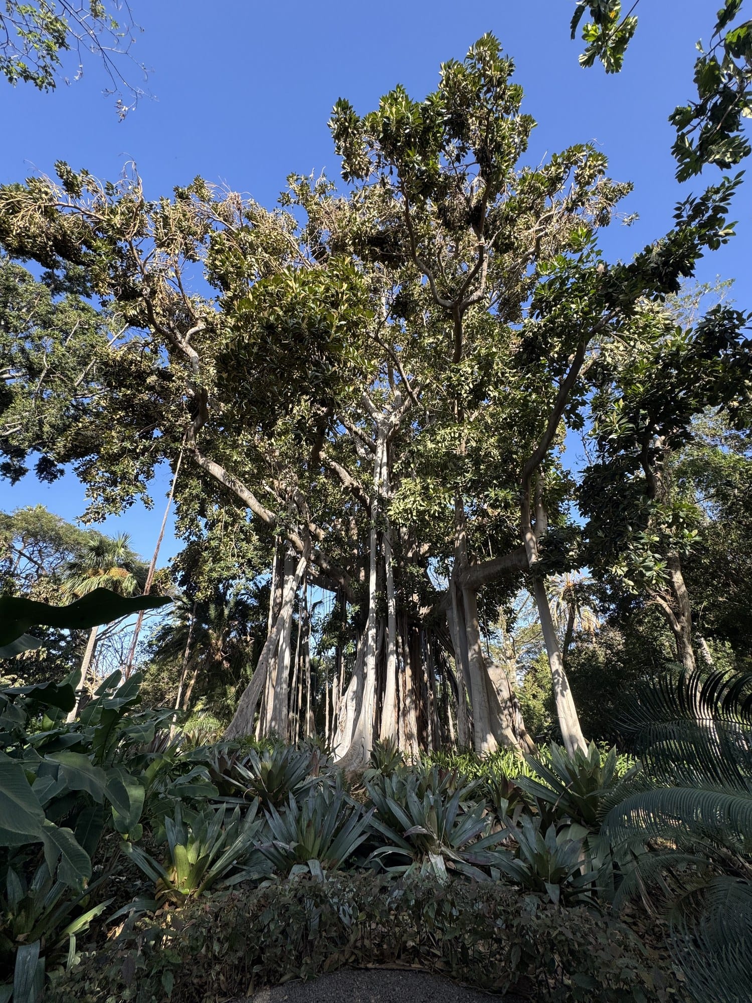 Primo piano dal basso del massiccio tronco e della cascata di radici aeree del fico di Moreton Bay — Jardín Botánico, Puerto de la Cruz, Tenerife