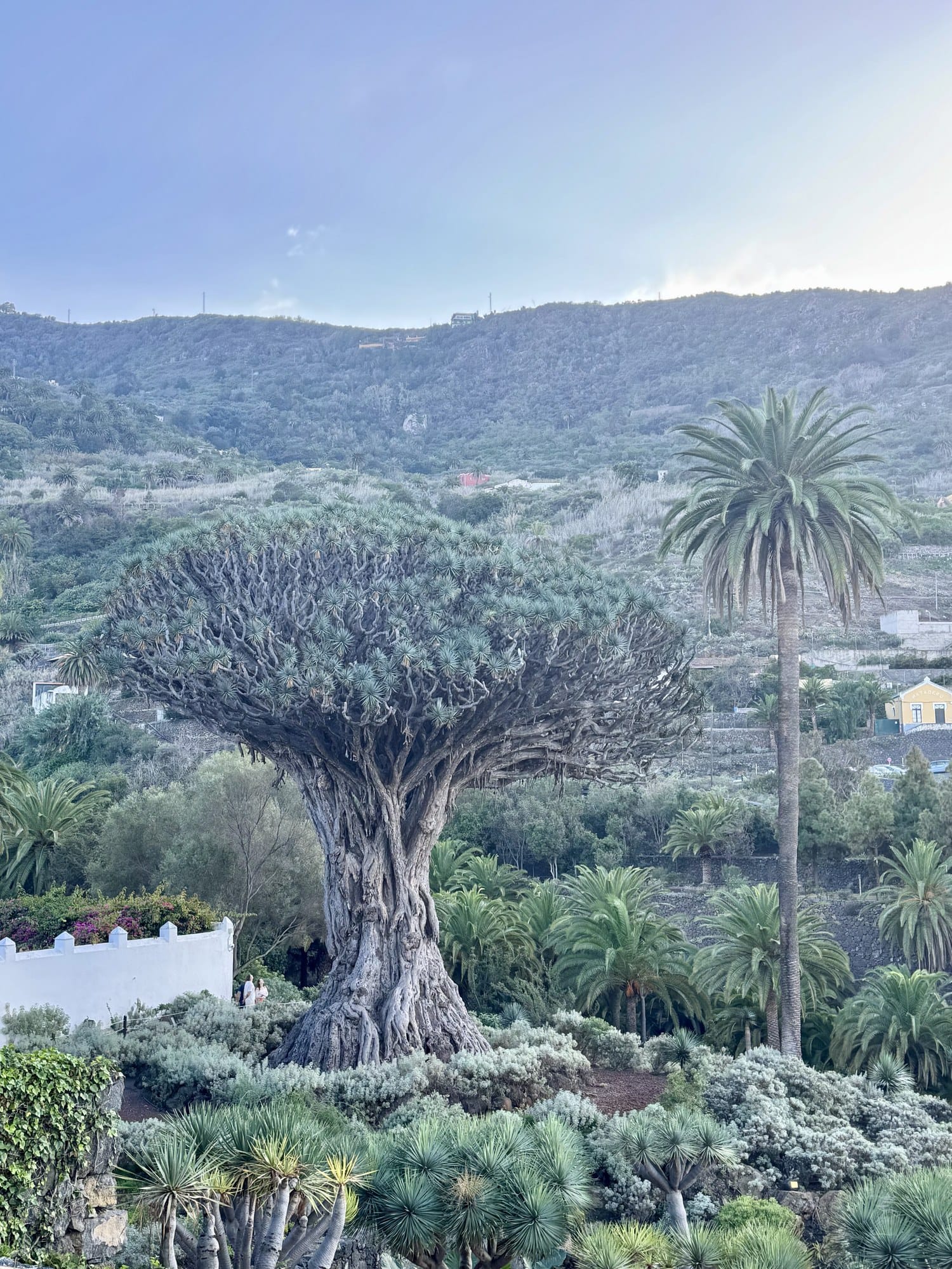 The famous Drago Milenario in Icod de los Vinos — a massive thousand-year-old dragon tree with crown of spiky leaves — Tenerife