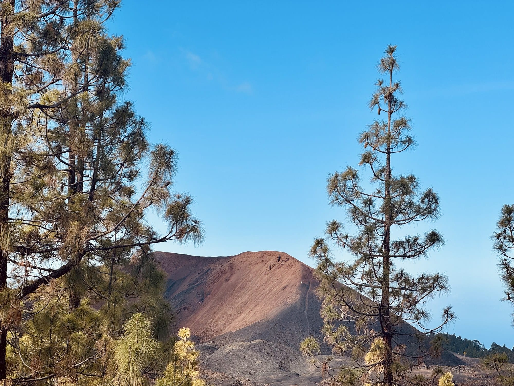 The red cone of Montaña Chinyero framed by Canary pine branches, with hardened lava in the foreground — Teide National Park, Tenerife